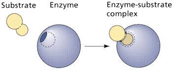 This prevents the cells making too much enzyme. Reactions Enzymes