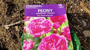 Peony lactiflora 'margaret truman' peony (shipping begins feb. Planting Margaret Truman Peony From Walmart Youtube