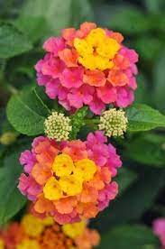 Facts About The Lantana Flower Lantana Flower Beautiful Flowers Flower Garden