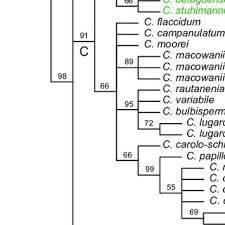 Image result for Crinum subcernuum