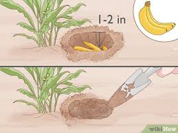 This disease causes upward curling or cupping of the leaves and narrowing of leaves. 3 Ways To Keep Aphids Away Using Eco Friendly Methods Wikihow