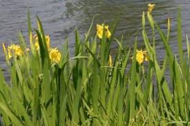 Image result for Iris pseudacorus