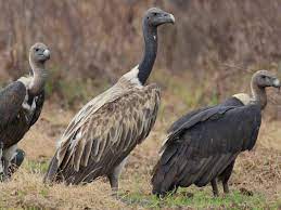 The gait on the ground is waddling and the feet are large and powerful. Slender Billed Vulture Ebird