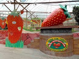 Big red strawberry farm, kok lim strawberry, raju's hill strawberry and eq strawberry farm even offers strawberry picking by hand to every of their visitors during the season. Penang Food For Thought Big Red Strawberry Farm