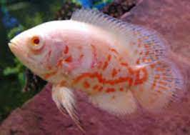 Albino Tiger Oscar Fish At Rs 500 Piece Oscar Fish Id 10486906948 We offer oscars along with hundreds of other tropical fish for sale.