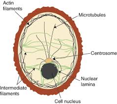 The cytoskeleton is responsible for cell shape, motility (movement) of the cell as a whole, and motility of organelles within a cell. Animal Cell Learn Zoology
