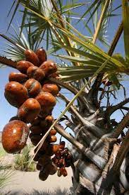 Saya baru try masa hujung februari cuma cara saya tak sama mcm google. Buah Zuriat Madinah Munawwarah Facebook