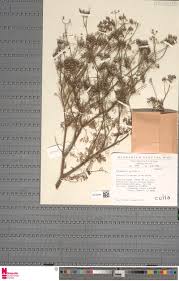 Image result for Triaspis hypericoides