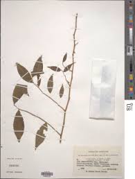 Image result for Olax pentandra