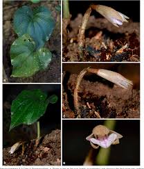 Image result for Nervilia adolphi