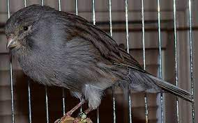 Perbedaan Burung Kenari F1 F2 F3 F4 F5 F6 Af Afs Dan Ys Burung Habitat Isian