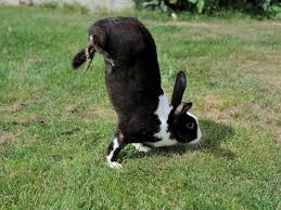 East coast puppies pet store that sell puppies in nj. Thanks To A Genetic Mutation These French Rabbits Prefer Handstands To Bunny Hops Smart News Smithsonian Magazine