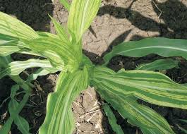 Waspada !! Bulai (Downy Mildew) Pada Jagung.