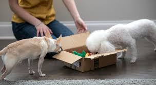 Maybe you would like to learn more about one of these? 8 Simple Diy Dog Puzzles To Make Right Now Proud Dog Mom