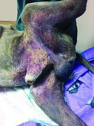These send information about how our site is used to services called adobe analytics, hotjar and google let us know if this is ok. Liver Disease In Dogs Whole Dog Journal