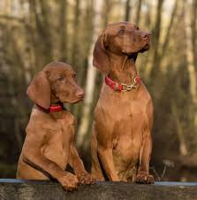 Listings are alphabetized by county (when known). Vizsla Active Breed Needs Training Stimulation To Be Happy