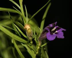 Image result for Aptosimum lineare