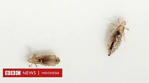We did not find results for: Sampo Oplosan Pestisida Tewaskan Warga Desa Mengapa Diazinon Begitu Berbahaya Bbc News Indonesia