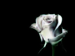 Black And White Rose Wallpaper Hd Art Black And White Rose Wallpaper Black 3d Wallpaper Hd Black Rose Wallpaper White Roses Stunning Wallpapers