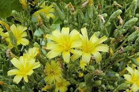 Image result for Lactuca ugandensis