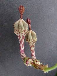Image result for Ceropegia monteiroae