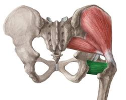 Imagem de músculo quadrado femoral