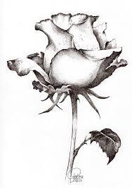 Drawings of roses are so beautiful to behold but not really recommended for novice artists to portray unless you are confident the results won't discourage you. Beautiful Rose Drawing Pencil Novocom Top