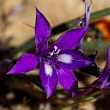 Image result for Babiana