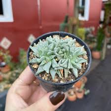 Image result for Nananthus vittatus