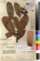 Image result for Ficus scassellatii