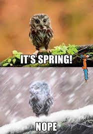 Spring Snow Funny Quotes Quotesgram