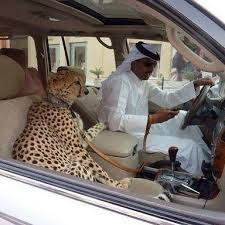 Luxury Car Cheetah Dubai Pets Dubai Travel