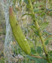 Image result for Polystachya pamelae