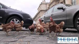 RÃ©sultat de recherche d'images pour "poulet en assemblÃ©e"