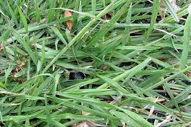 Image result for Chloris virgata