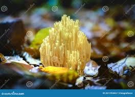 Image result for Ramaria stricta