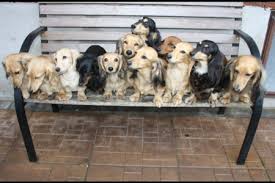 Check spelling or type a new query. Classic Dachshunds Puppies For Sale In Ontario English Cream Miniature Long Haired Dachshunds Baby Dachshund Dachshund Breeders Dachshund Puppies For Sale