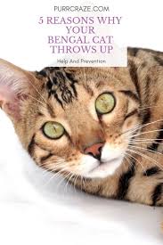 When cats throw up its normally fur or what they ate. 5 Reasons Why Your Bengal Cat Is Throwing Up Purr Craze