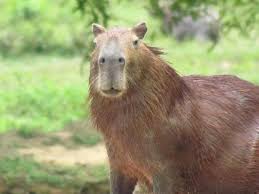 Colombia Chiguiro The Biggest Rodent In The World Batatinhas
