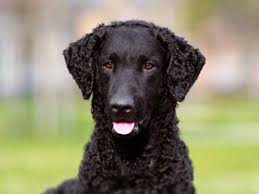 They are a good natural retriever on land and in the water. Flat Coated Retriever Price Temperament Life Span