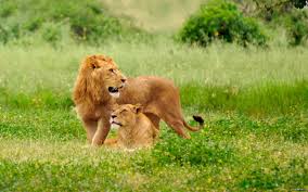 Wildlife Photography Wallpapers Wallpaper Cave All the information you need is here. wildlife photography wallpapers