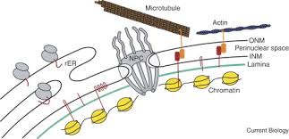 We did not find results for: Nuclear Envelope Current Biology