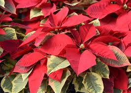 However, most rashes usually disappear within a few days. Abundant Poinsettia Colors Bring Beauty To Holidays Lifestyles Meridianstar Com