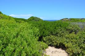 Image result for Croton inhambanensis