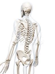 Bones to decorate worlds and levels. Human Bones Back Stock Photos Freeimages Com