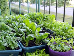 They base their planting schedule on cuttings and thus seed to late in the season for a healthy crop. Container Vegetable Gardening Designing Your Container Vegetable Garden