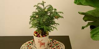 It is used as a living christmas tree. 5 Norfolk Island Pine Facts Costa Farms