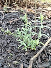 Image result for Indigofera ormocarpoides