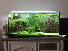 Image result for Vallisneria