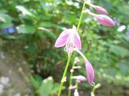 ギボウシ花散歩